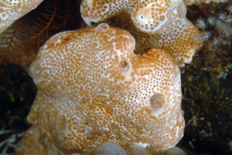 Styela plicata